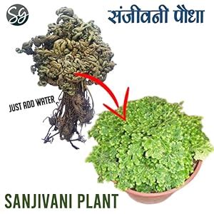 Sansar Green® Laxman Booti - Sanjeevani Booti - Pitta Kalu ...