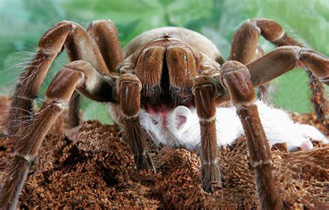 World's Largest Spider is From South America, and It's the Worst