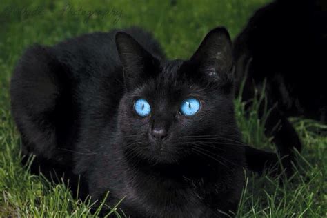 Cats Eyes Private Little World – Telegraph