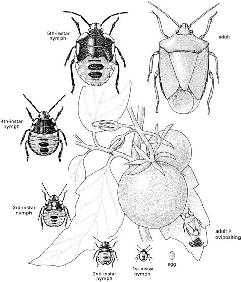 39 stink bug life cycle diagram