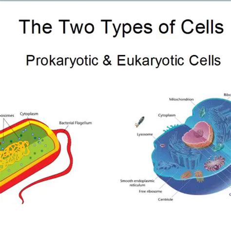 The two types of cells