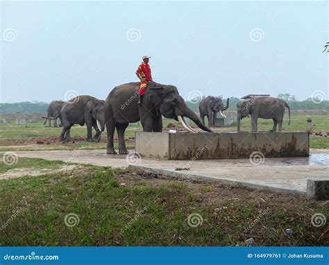 Sumatran Elephants in Way Kambas National Park Editorial Photo - Image ...