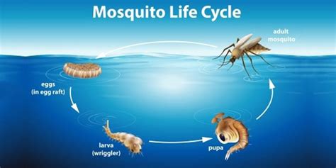 Life Cycle of Mosquitoes | Macon Mosquito Abatement District