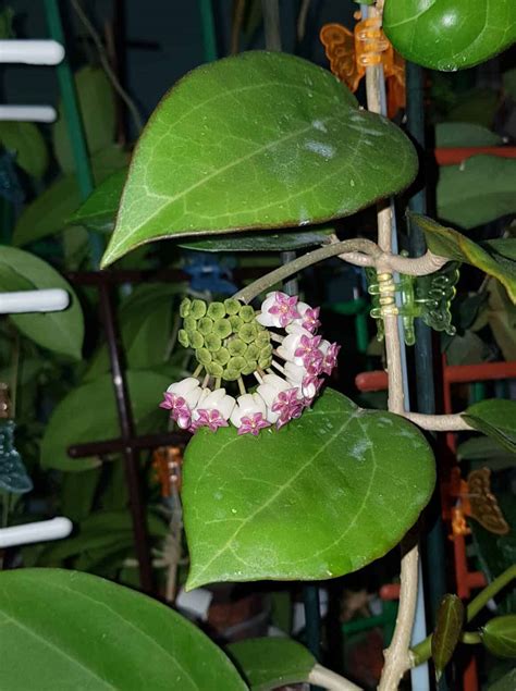 A Complete Guide to Hoya Propagation - Plants Craze