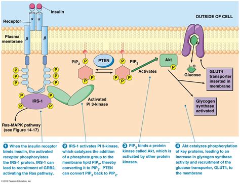 Insulin receptor | Bioquímica, Educación para la salud, Biología celular