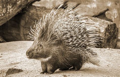 10 Amazing Facts About The Cape Porcupine - Fantastic Wildlife