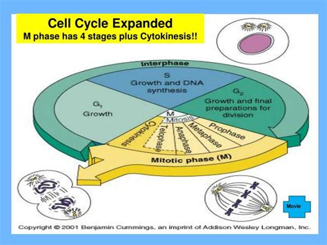 PPT - The Cell Cycle/Division/Mitosis PowerPoint Presentation - ID:2044495