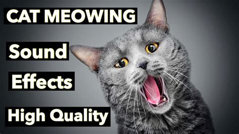 Cat Meowing Sound Effects HQ - YouTube