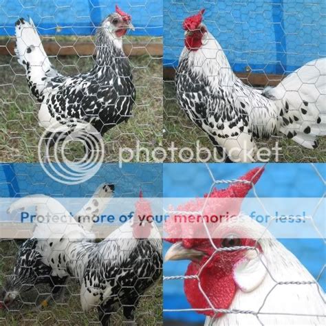 SQ Silver Spangled Hamburg Bantam Hatching Eggs For Sale | BackYard ...