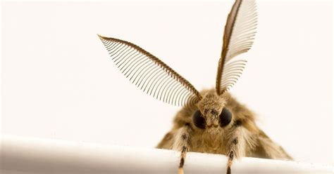 Surge in moth infestations thanks to new shopping trend - Wales Online