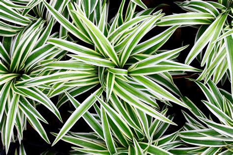 Spider Plant: NASA Approved Natural Air Purifier – RollingNature