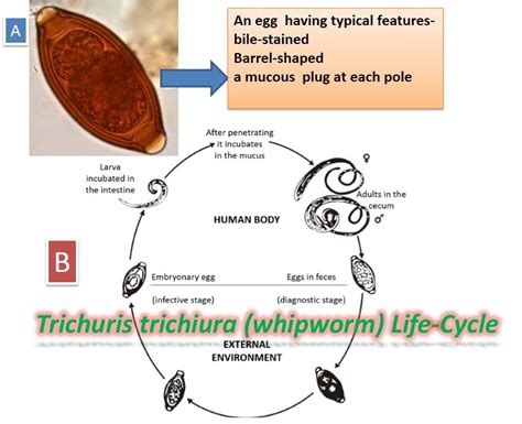 Trichuris trichiura: Introduction, Morphology, Life Cycle, Mode Of ...