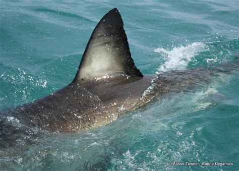 Great White Shark fin | Dyer Island Conservation Trust | Flickr