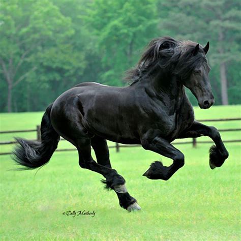 Breeds of the World Tagged "Friesian" - BreyerHorses.com