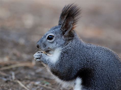 The Incredible (and Incredibly Cute) Abert's Squirrel - Flagstaff STEM City