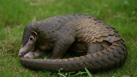 China removes pangolins from traditional Chinese medicine list - CGTN