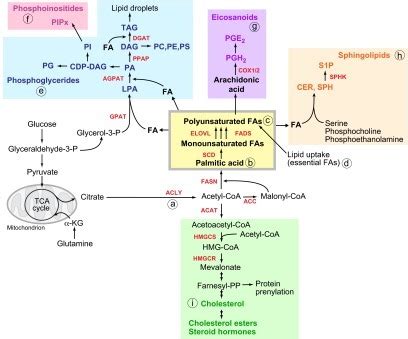 Lipid biosynthesis. Schematic overview of the pathways | Open-i