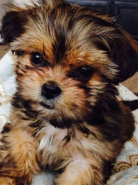 Shorkie puppy #listofcutepuppies | Shorkie puppies, Puppies, Cute dogs