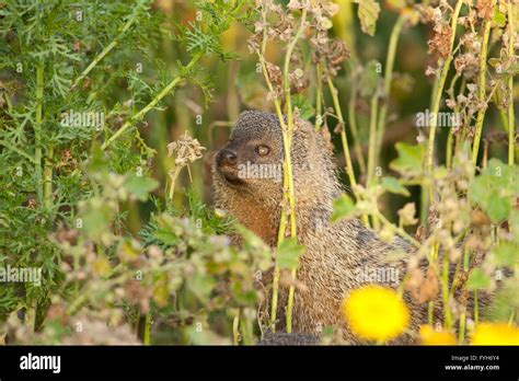 Egyptian Mongoose (Herpestes ichneumon) The Egyptian mongoose is the ...