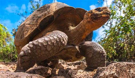 Top 10 Galapagos Islands Animals & Wildlife Spotting Tips - Rainforest ...