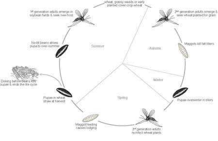 Life Cycle Of Tsetse Fly With Diagram