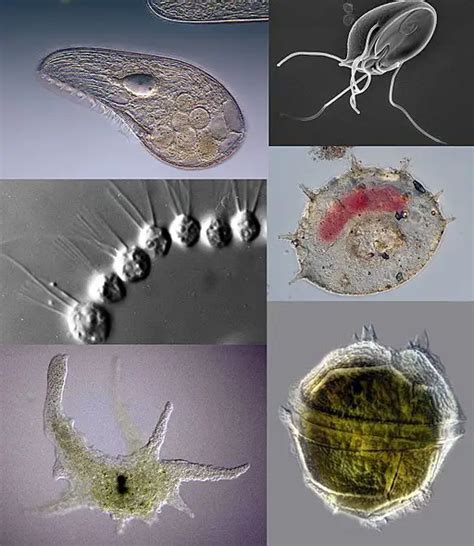 Protozoology -Definition, Examples, Classification and Characteristics