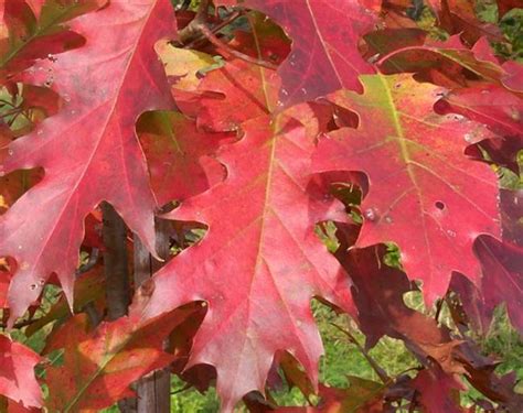 Northern Red Oak in Fall Color - Watters Garden Center