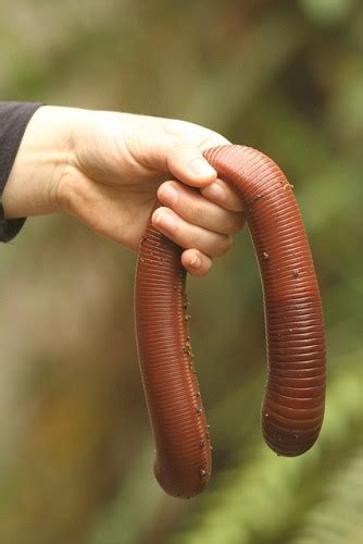 Hide Yo Kids, Hide Yo Wife, There's Giant Earthworms Out There ...