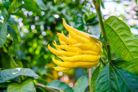 What the Heck Is This Creepy Fruit Known as 'Buddha's Hand'? - TrendRadars