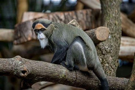 Meet the New De Brazza’s Monkeys - Milwaukee County Zoo