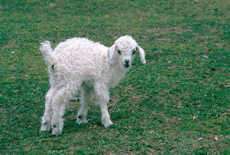 Angora Goat Kid Photograph by A.b. Joyce - Pixels