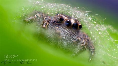 Photograph Jumping Spider inside web by Gianmarco Spagnoli on 500px