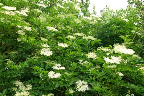 Grow an edible hedgerow — Abbotswood Gardeners