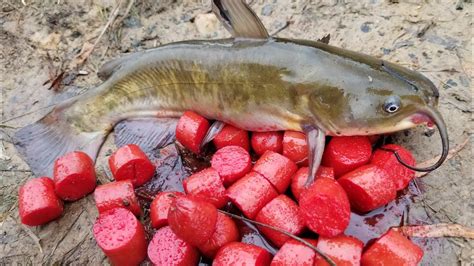 Fishing with Homemade Catfish Bait – catching bullheads from shore - POBSE