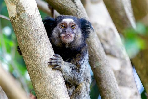 Highly threatened species of marmoset discovered in the Amazon - Earth.com