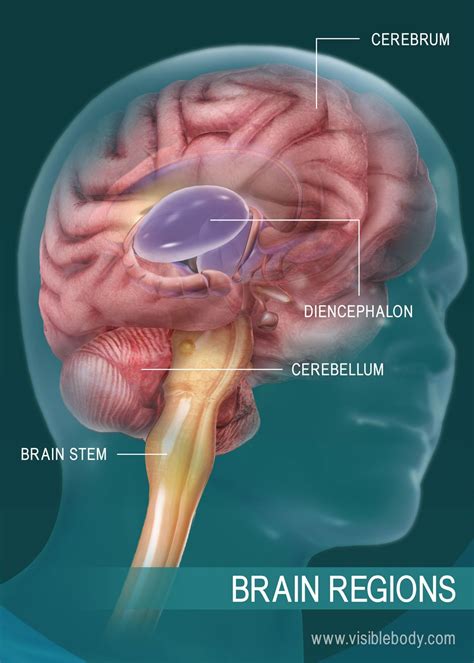 The Human Brain