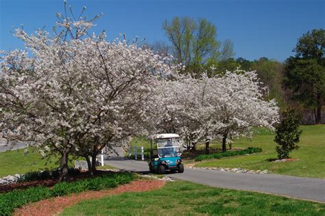 Golf Cart Paths Through Peachtree City | Explore Georgia