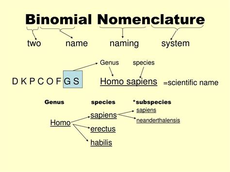 Nomenclatura Binomial