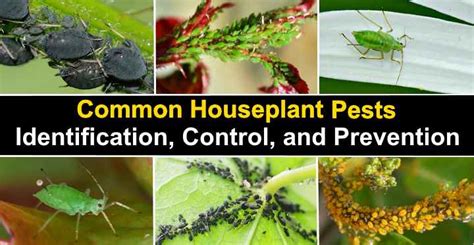 Houseplant Pests: Types, Identification, and Control (Pictures)