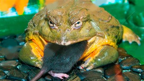 What Animals Eat Frogs : This Is The Funny Moment A Hungry Frog Decides ...