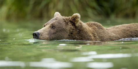 Wildlife viewing in Alaska - Luxury Travel Tour Operator | Entrée ...