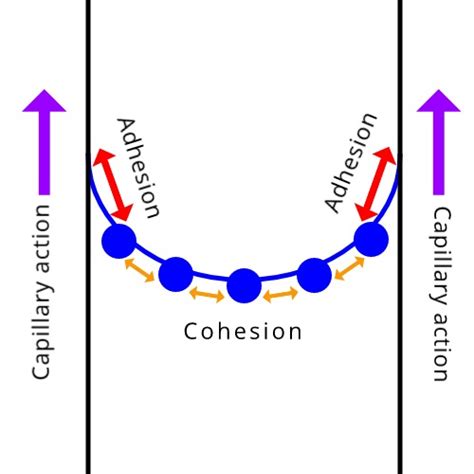 Adhesion Of Water Diagram