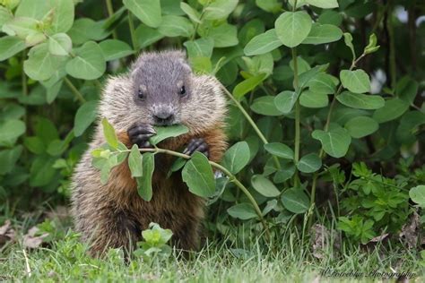 Baby Groundhog eating a lwaf