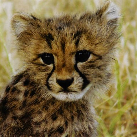 Baby Animals In Grasslands | Editors of Kingfisher | Macmillan