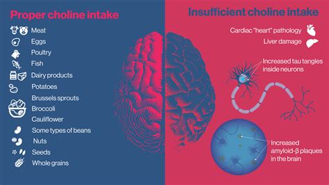 Study explores effects of dietary choline deficiency on neurologic and ...