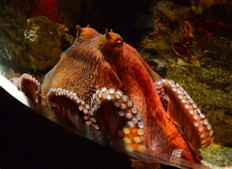 10 Fascinating Facts About Having a Pet Octopus