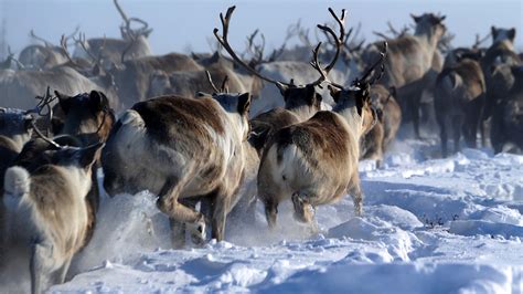 Reindeer and Caribou: Facts about majestic deer | Live Science