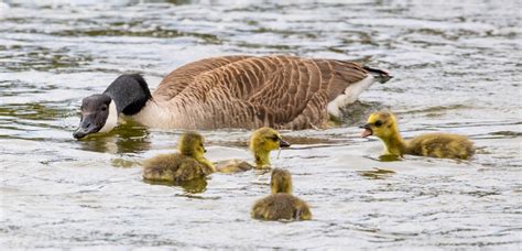 Canada's finest on Gresford lake by Danny1970 | ePHOTOzine