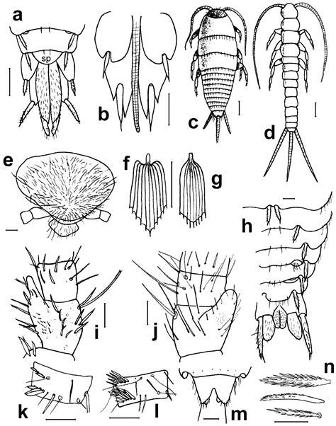 Diversity | Free Full-Text | Assessing the Diversity of Ant-Associated ...