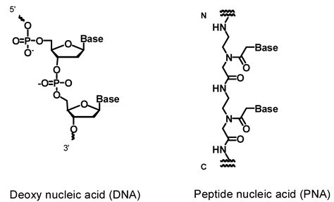 Molecules | Free Full-Text | Synthesis of Peptide Nucleic Acids ...